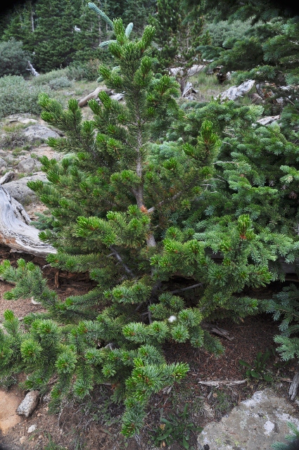 bristlecone baby